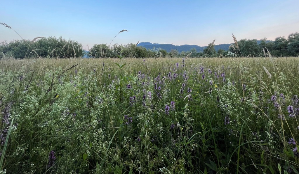 Državno Proteusovo tekmovanje